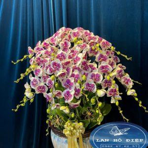 Đan Xen - LHD016T