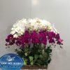 Vững Chãi - LHD025T 1 025
