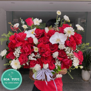 HG017 - Đa Sắc